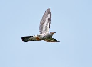 456打鳥記 - 飛翔吧 ~ 中杜鵑