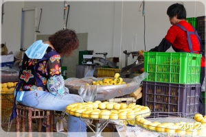 柿餅 → 兩蔣 → 韭菜花