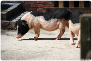 ●●●豬*鴨*狗*貓●●●    By雙胞胎哥哥