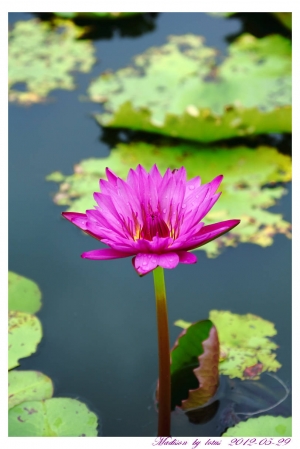 第一次貼圖....荷~~~