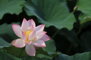 荷 情
