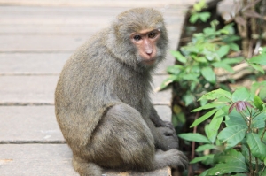 0314情人節我與柴山獼猴的美麗邂遘