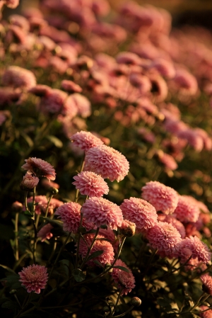 銅鑼杭菊