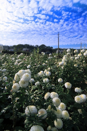 銅鑼杭菊