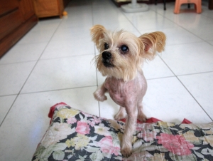 家中老皮出國臨拍