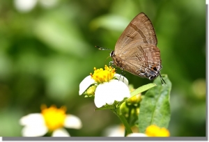 咸豐草上的食客