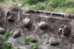 生態日記~~~~~~~~~~