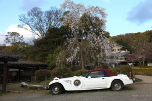 Kyoto, Japan - 桜の降りしきる京都 VOL 1.5 - 圓山公園、八阪神