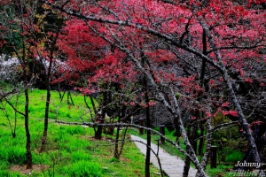 阿里山櫻花