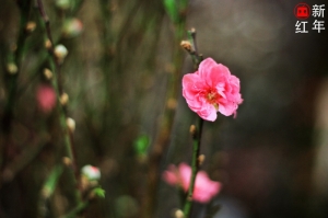新年 | 红