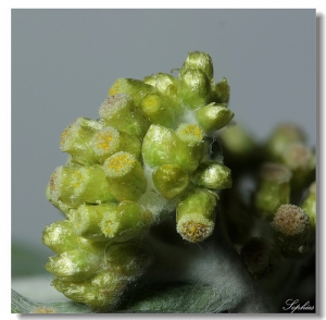 [Focus stacking] part6