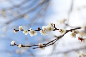 20130203武陵農場