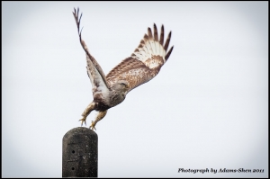 起飛的瞬間-毛足鵟@毒魔兔