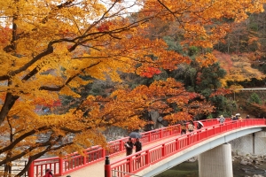 京都楓紅
