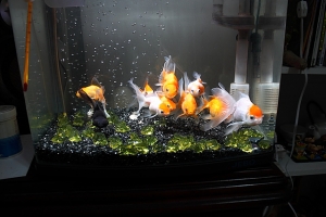 老魚缸~~