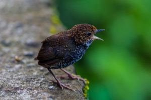 沒入味的小滷蛋-鱗胸鷦鷯