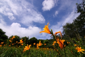 2013-06-10 新社沐心泉金針花 by 凱爺