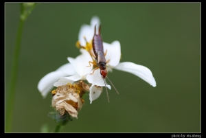 2008生態雜拍(四)