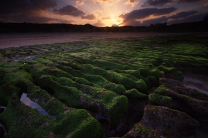 ☆老梅新綠 日落大景☆