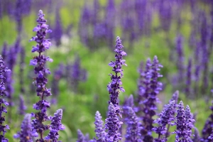 粉萼鼠尾草花園 & 高架草莓園 (多圖)
