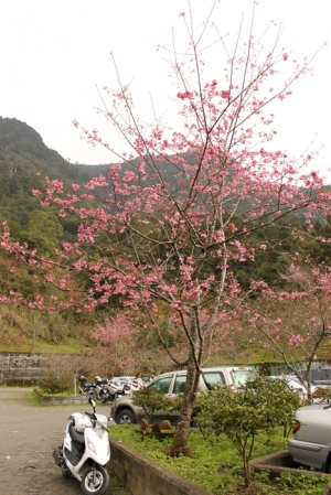 武陵一日遊