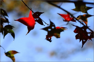 台中Wang~~東勢林場。楓香。晴。