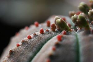 E. obesa 的小花 ( MP-E 65 )