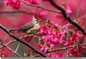 櫻花冠羽賀新春