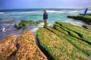 新北市石門 老梅訪春