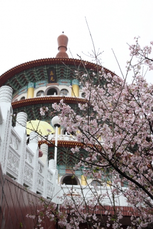 2009.03.07 天元宮櫻花習拍