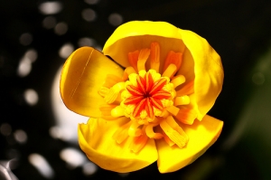 Sophies植物微距攝影集016