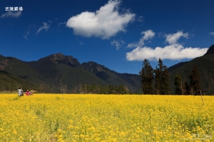 2012 武陵 粉紅佳人賞櫻趣
