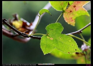 一隻眼的24-105L學習文(二)植物篇--請多指教--謝謝--