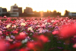 竹北 - 波斯菊花海 - 目前花況