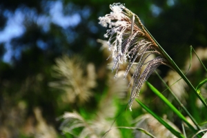 同事,小狗,楓香林~