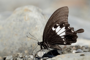 彩蝶-蝶影~~南極熊的生態記~44
