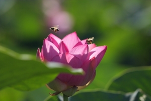 夏日"荷"處去~