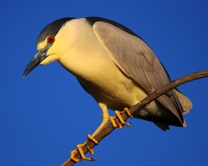 Night Heron (暗光鳥)