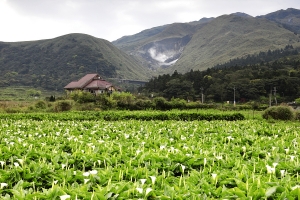 竹子湖一張～～