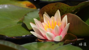 睡蓮池生態 --- Howado