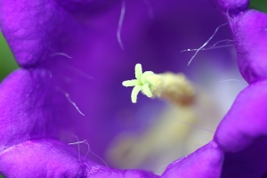 台中市~~55-250mm...100mm IS~花