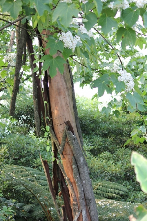 油桐花試之~~~~~~~~~~~很難拍