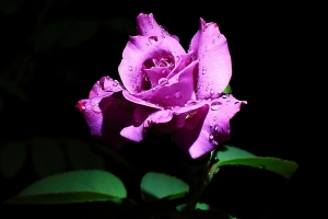 屋頂上的玫瑰園---大紫雨--- 夜拍