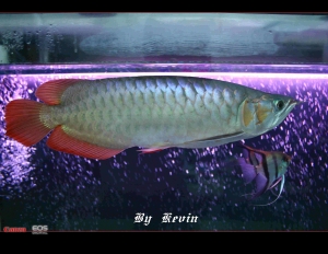 滿一歲的龍魚