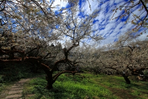 ［16-35L］烏松崙梅姿弄影