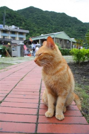 侯硐加菲貓