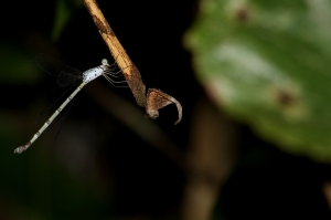 隱紋絲蟌 Lestes praemorsus decipiens Kirby, 1893