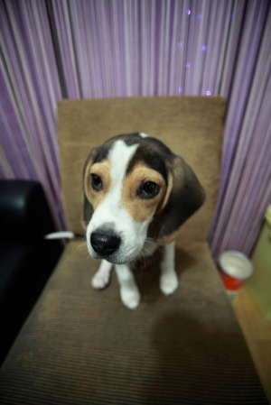 已送出 搭訕正妹的好武器米格魯幼犬送養-愛鸚斯坦