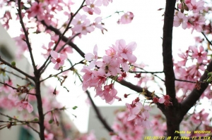 櫻 EF-40mm F/2.8 STM