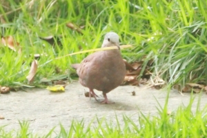 巴西的斑鳩？＿？